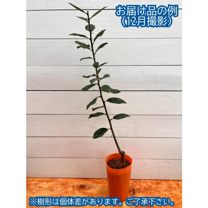 スイートレモン 果樹 苗木 4.5号 直径13.5cm ポット 常緑樹 柑橘系