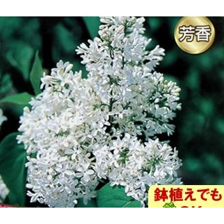 家庭樹 落葉高木 ライラック 白花 4.5号(直径13.5cm)ポット苗 : イング