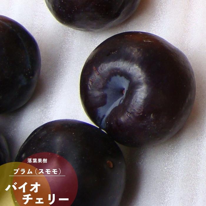 すももバイオチェリー プラム スモモ 果樹 苗木1年生 接ぎ木 4.5号