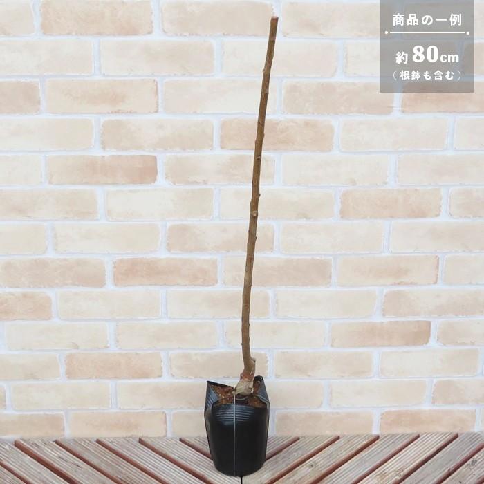 すもも プラム 苗木 果樹 貴陽 きよう 1年生 接ぎ木 4 5号 13 5cm ポット 落葉樹 日本スモモ N14 Plum Kiyo イングの森 花 苗 育て方 通販 Yahoo ショッピング