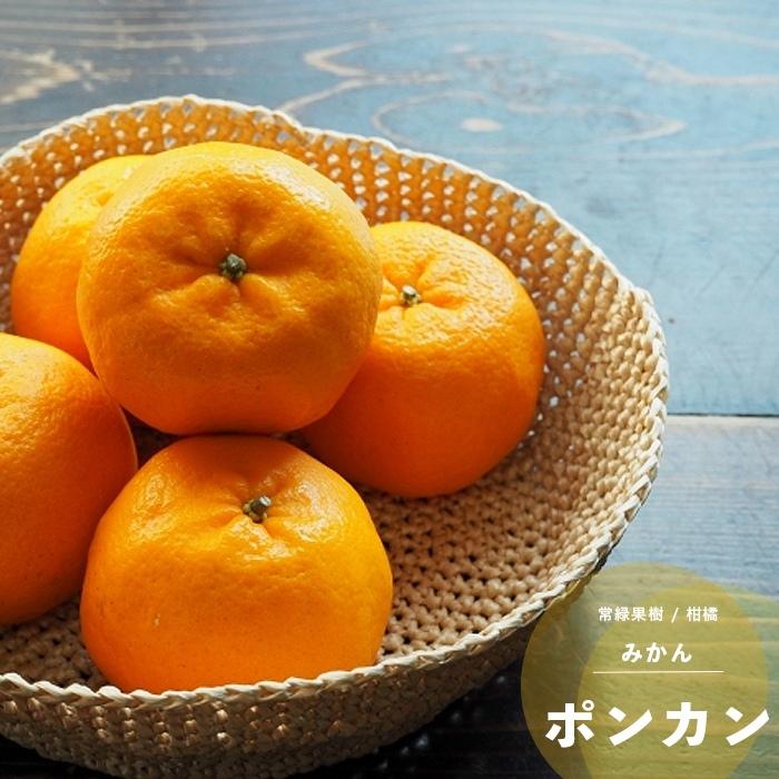 ポンカン 果樹 苗木 柑橘類 鉢植え 4.5号 直径13.5cm ポット苗 常緑樹