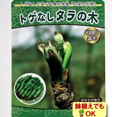 家庭樹 とげなしタラの木 挿し木一年生 ポット苗 N14 Togenashitara イングの森 花 苗 育て方 通販 Yahoo ショッピング