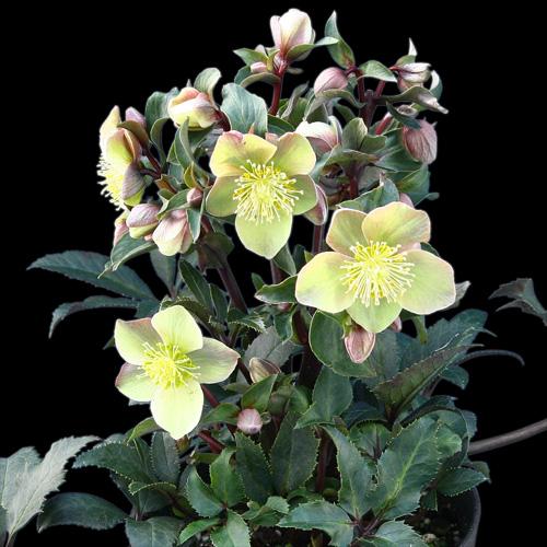 完全生産者限定品 クリスマスローズ ゲス guess 花 苗 鉢植え 5 完全生産者限定品 クリスマスローズ ゲス guess 花 苗 鉢植え 5