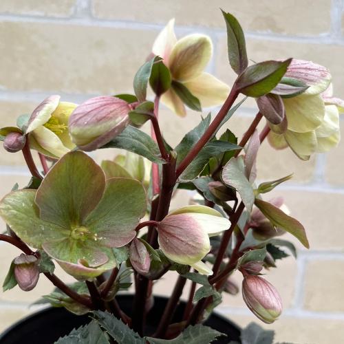 完全生産者限定品 クリスマスローズ ゲス guess 花 苗 鉢植え 5 完全生産者限定品 クリスマスローズ ゲス guess 花 苗 鉢植え 5
