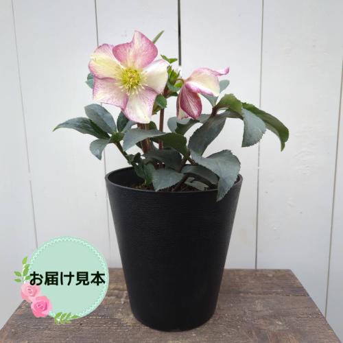 完全生産者限定品 クリスマスローズ 氷の薔薇シリーズ ダーク