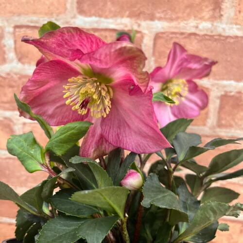 完全生産者限定品 クリスマスローズ 雪の妖精シリーズ カーリ 5号鉢