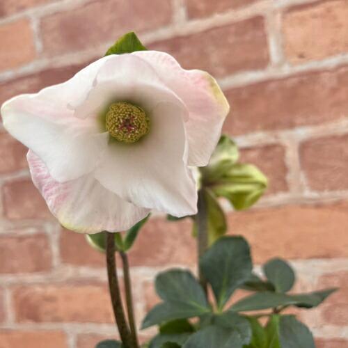 完全生産者限定品 クリスマスローズ 雪の妖精シリーズ ケイティ 5号鉢