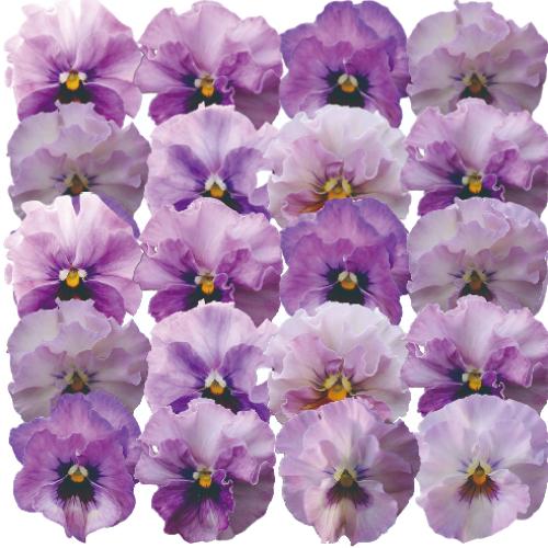 パンジー 花 苗 夢見るビオラ 寄せ植えに すまいるしぇーど 小輪系
