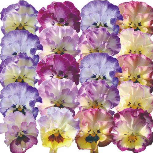 夢見るパンジー 花 苗 れいんぼーしぇーど 冬 春 小輪系フリル ポット 10個セット ｍ ｂフローラ ビオラ イングリッシュガーデン 寄せ植え 送料 無料 Np33 Yume Ra10 イングの森 花 苗 球根 育て方 通販 Yahoo ショッピング