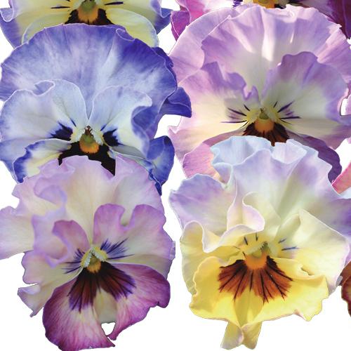 夢見るパンジー 花 苗 れいんぼーしぇーど 冬 春 小輪系フリル ポット 10個セット ｍ ｂフローラ ビオラ イングリッシュガーデン 寄せ植え 送料 無料 Np33 Yume Ra10 イングの森 花 苗 球根 育て方 通販 Yahoo ショッピング