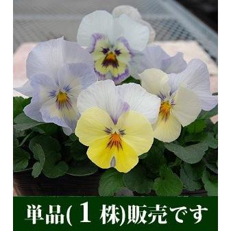 パンジー クリスタルマーメイド ユニーク系 ポット苗 1個 すみれ