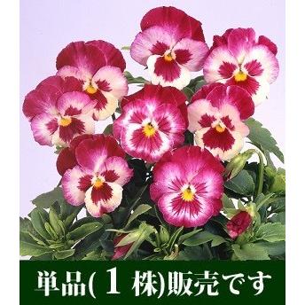 【期間限定特価】 最大82％オフ パンジー さくら子 ユニーク系 ポット苗 １個 ビオラ すみれ 苗 寄せ植え rainbow-flower.sakura.ne.jp rainbow-flower.sakura.ne.jp