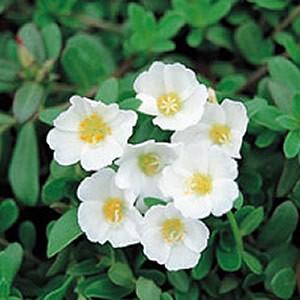 ポーチュラカ さわやかホワイト 2株セット 9cmポット苗 育て方の説明書付き On Pochuraka 2 イングの森 花 苗 育て方 通販 Yahoo ショッピング