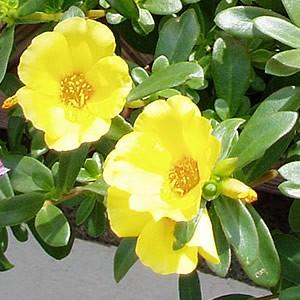 ポーチュラカ 花 苗 可憐な一重咲き キュートなイエロー 2株セット On Pochuraka 5 イングの森 花 苗 球根 育て方 通販 Yahoo ショッピング