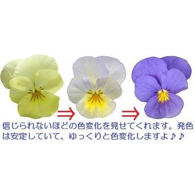 希少 ビオラすみれ図鑑2ポットセットA-①② ビオラ 天使の誘惑