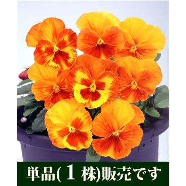 希少 ビオラ【すみれ図鑑】1ポット 11月20日終了 ビオラ マリア