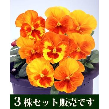 パンジー マリア オレンジスライス ポット苗 3個セット すみれ ビオラ