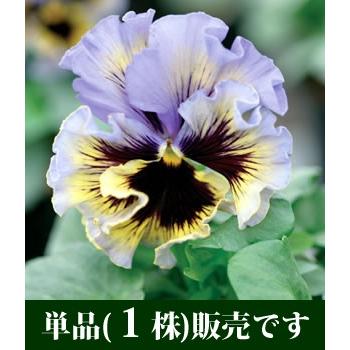 パンジー フリズルシズル イエローブルースワール フリル咲き ポット苗 １個 すみれ パンジー ビオラ 苗 イングリッシュガーデン 寄せ植え P15 1 イングの森 花 苗 育て方 通販 Yahoo ショッピング