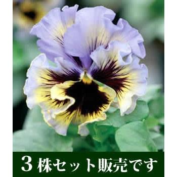 フリル咲きビオラ 15ポットセット パンジー フリズルシズル イエロー