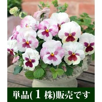 いちごミルクパンジーの活用方法