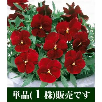 よく咲くスミレ クランベリー ポット苗 １個 すみれ パンジー ビオラ 苗 イングリッシュガーデン 寄せ植え P7 1 イングの森 花 苗 球根 育て方 通販 Yahoo ショッピング