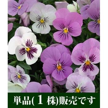 希少 ビオラ【すみれ図鑑】1ポット 希少 ビオラ【すみれ図鑑】2ポット
