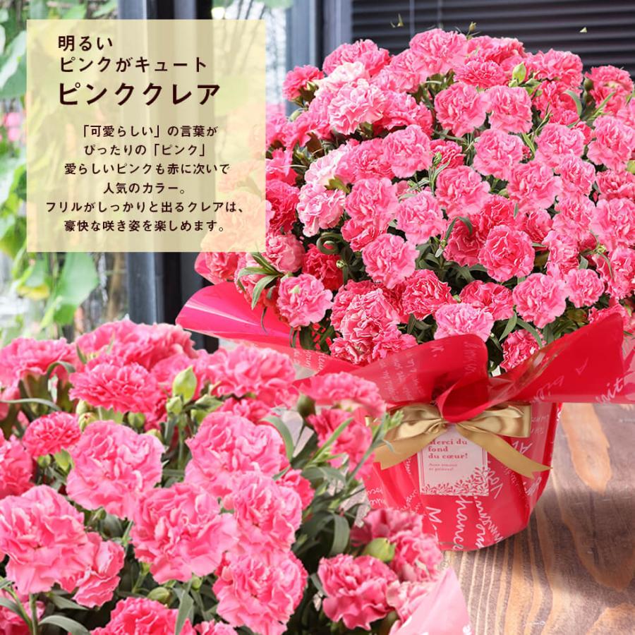 母の日 21 お花とスイーツセット カーネーション6号 Sweetsギフト プレゼント お菓子 プレミアム おかし Sb イングの森 花 苗 育て方 通販 Yahoo ショッピング