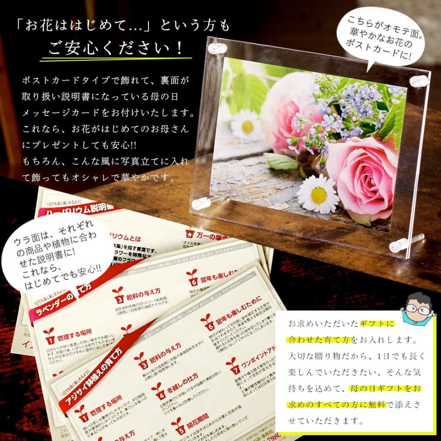 母の日 21お花とスイーツセット ギフト プレゼント お菓子 マーガレット クチナシ ラベンダー Sc イングの森 花 苗 育て方 通販 Yahoo ショッピング