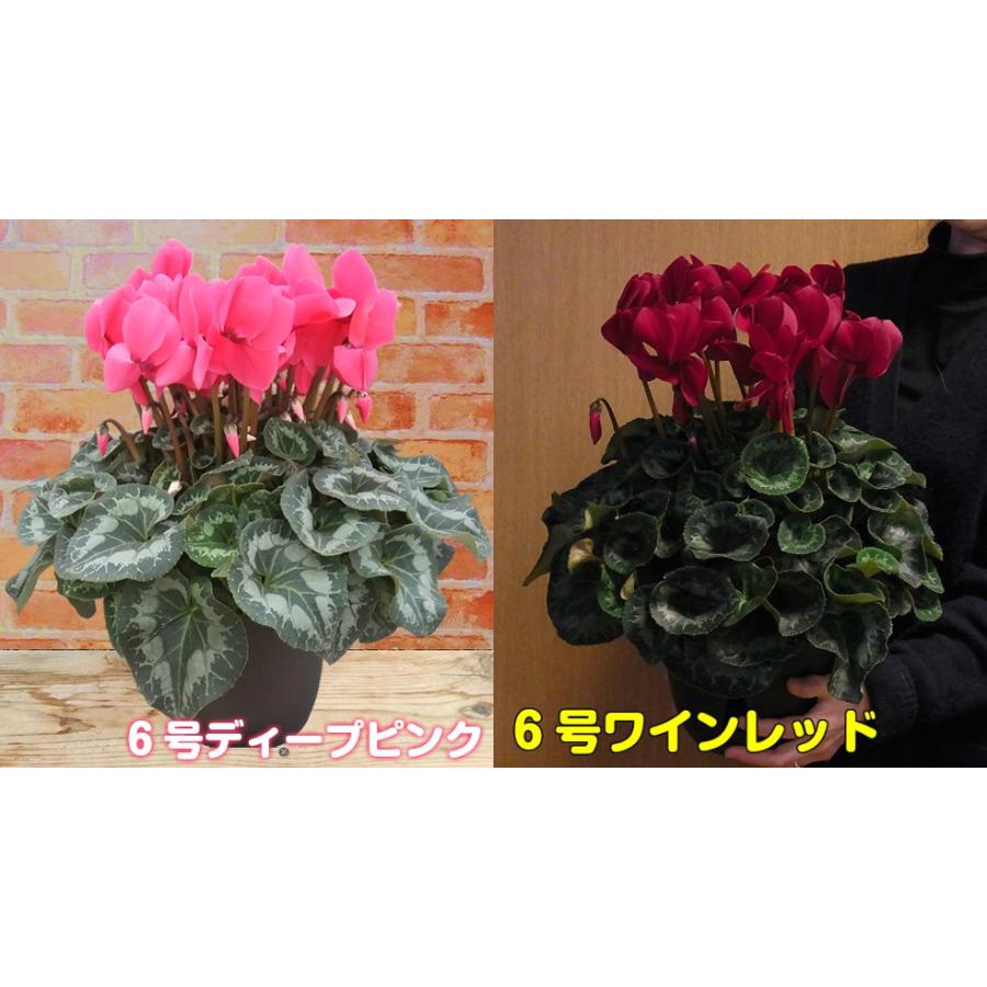 予約販売 シクラメン 花 6号サイズ 鉢植え そのまま飾れる鉢カバー付 他品同梱不可 12月上旬以降のお届け T Cyc 6 イングの森 花 苗 育て方 通販 Yahoo ショッピング