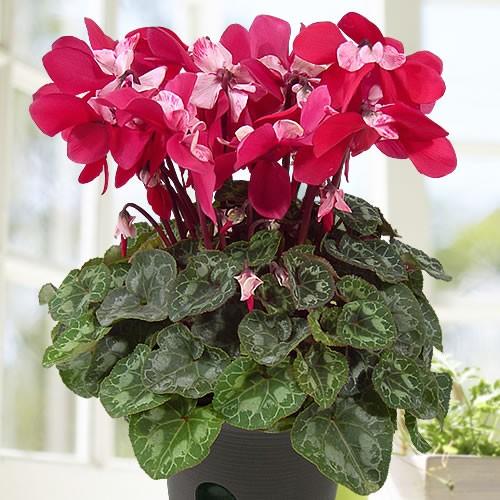 シクラメン 花 鉢植え クラシカルドレス プロペラ咲き 5号 土容量5 5号相当 ギフト 予約販売 お届けの目安 12月上旬 全国送料無料 T Cyc Classd 5y イングの森 花 苗 球根 育て方 通販 Yahoo ショッピング