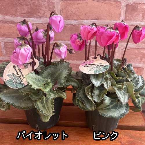 シクラメン ウィンターベル ピンク 3号(直径9cm) ポット苗 1株 寄せ