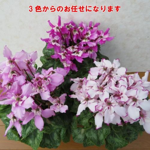 シクラメン 花 4号 鉢植え 予約 ワーリーギグ ビクトリア 4号色おまかせ 他品同梱不可 T Cyc Wv イングの森 ガーデニング 花 苗 通販 Yahoo ショッピング
