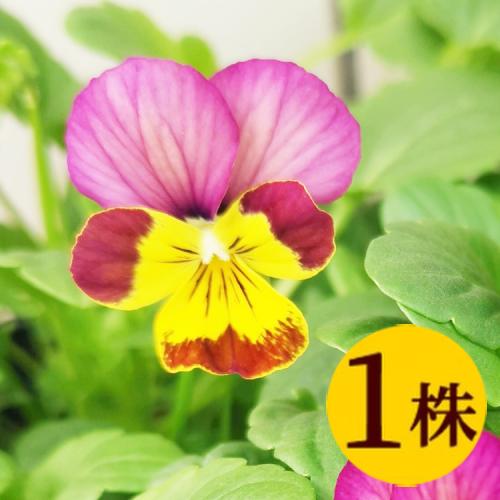 希少 ビオラ【すみれ図鑑】1ポット 今年また植えたい個人育種家ビオラ