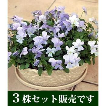ビオラ ビビ ヘブンリーブルー ポット苗 3個セット すみれ パンジー 苗