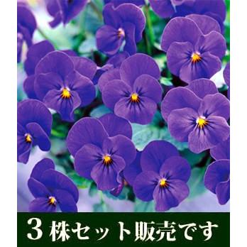 ビオラ ビビ オーシャンブルー ポット苗 3個セット すみれ パンジー ビオラ 苗 イングリッシュガーデン 寄せ植え V48 3 イングの森 花 苗 球根 育て方 通販 Yahoo ショッピング