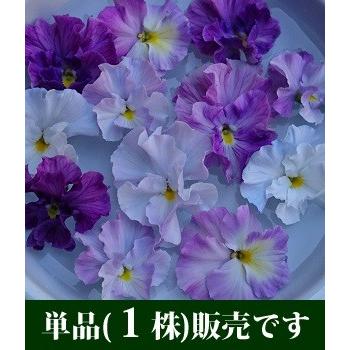 パンジー 花 苗 寄せ植え ラベンダーレース 花ろまん フリルシリーズ