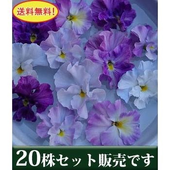 パンジー ラベンダーレース 寄せ植えに 花 苗 花ろまん フリルシリーズ