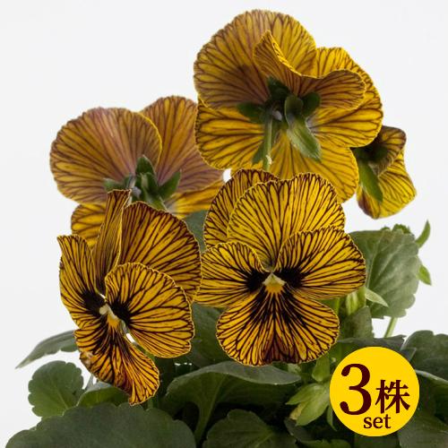 ビオラ 花 苗 タイガーアイイエロー 寄せ植え ポット苗 3個セット パンジー イングリッシュガーデン V902 3 イングの森 花 苗 球根 育て方 通販 Yahoo ショッピング