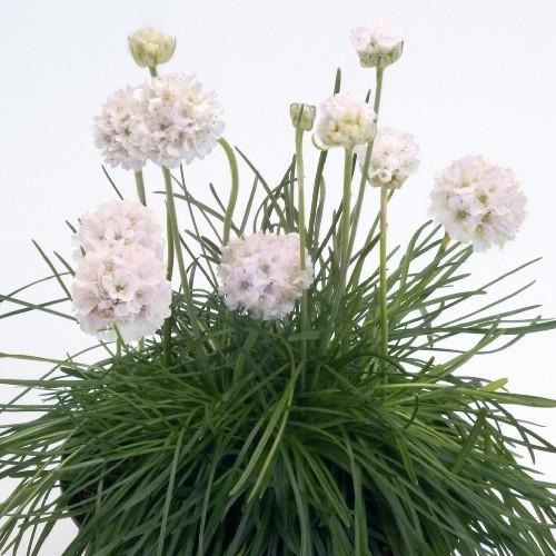 アルメリア モーニングスターホワイト ２株セット花苗 春咲き ガーデニング 寄植えなどに W Alme W イングの森 花 苗 育て方 通販 Yahoo ショッピング