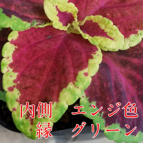 激安単価で 寄植にも最適 コリウス苗10本 植物 観葉植物