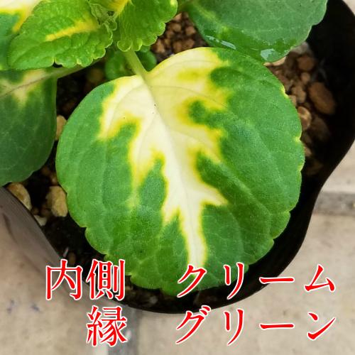コリウス 花 苗 カラーリーフ キンランジソ 寄せ植え 選べる4色を2ポットセットでお届け 関東甲信越地域以外は別途送料 イングリッシュガーデン W Coleus Highway Mix10 イングの森 花 苗 育て方 通販 Yahoo ショッピング