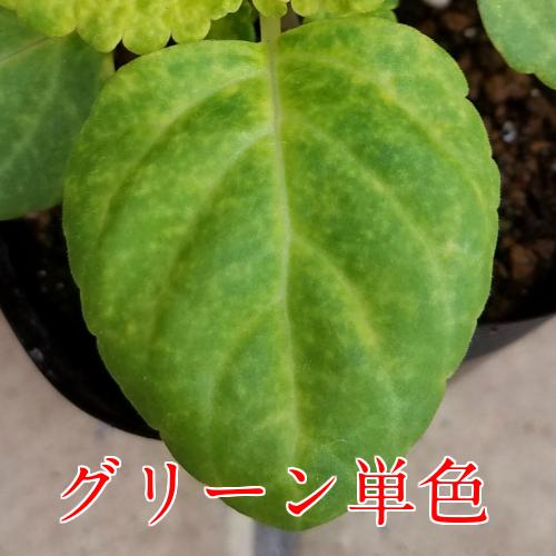 コリウス 花 苗 カラーリーフ キンランジソ 寄せ植え 選べる4色を2ポットセットでお届け 関東甲信越地域以外は別途送料 イングリッシュガーデン W Coleus Highway Mix10 イングの森 花 苗 球根 育て方 通販 Yahoo ショッピング