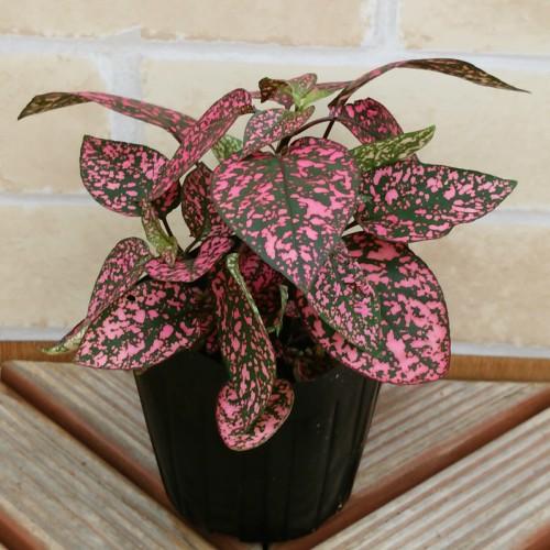 ヒポエステス スプラッシュ セレクトシリーズ ３色セット カラーリーフ 寄せ植え W Hypoestes 3color イングの森 花 苗 育て方 通販 Yahoo ショッピング