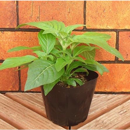 ペンタス 花 苗 鉢植え 寄植え グラフティ ローズ １株 ローズ 9cmポット 多年草 W Pentas Graf Rose イングの森 花 苗 育て方 通販 Yahoo ショッピング