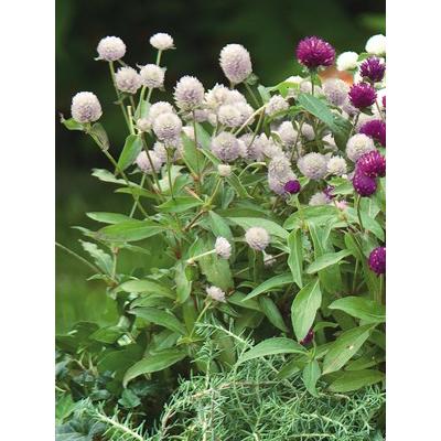 センニチコウ ラスベガス ホワイト ２株セット 切り花 寄せ植え 季節の花苗 イングリッシュガーデン等に W Sennichikou Las Wht イングの森 花 苗 育て方 通販 Yahoo ショッピング