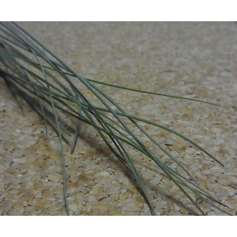 花も咲きます 観葉多肉グリーン エアプランツ エアープランツ ジュンセア Juncea 規格 安心のlサイズ 全長目安30cm程度 Z Air Juncea イングの森 花 苗 育て方 通販 Yahoo ショッピング