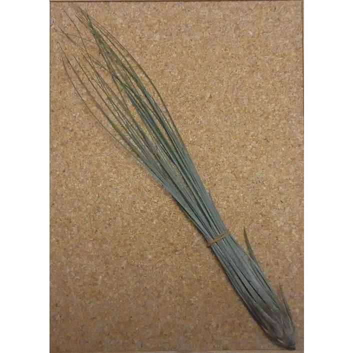 花も咲きます 観葉多肉グリーン エアプランツ エアープランツ ジュンセア Juncea 規格 安心のlサイズ 全長目安30cm程度 Z Air Juncea イングの森 花 苗 育て方 通販 Yahoo ショッピング