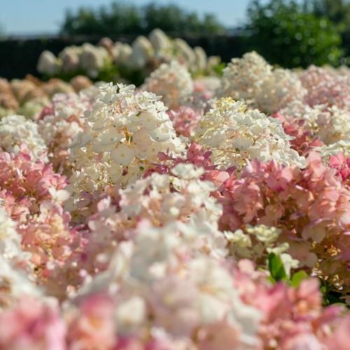 あじさい 花 苗木 夏 ノリウツギ 紫陽花 白 リトルブロッサム ５号鉢 糊空木 海外からやってきた新しいアジサイ Z Ajisai Lb イングの森 花 苗 球根 育て方 通販 Yahoo ショッピング