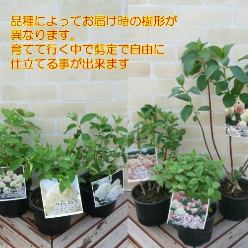 ノリウツギ 花 苗木 夏 あじさい 紫陽花 サマーラブ ５号鉢 糊空木 海外からやってきた新しいアジサイ Z Ajisai Sl イングの森 花 苗 育て方 通販 Yahoo ショッピング