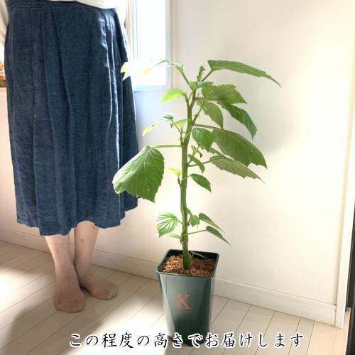 ベゴニア 木立性 花 苗 1個 観葉植物 おしゃれ 育てやすい 青柳 B Aoyagi そのまま飾れる 花郷園オリジナルロゴ入りプラ鉢植え Z Begonia Aoyorip イングの森 花 苗 育て方 通販 Yahoo ショッピング